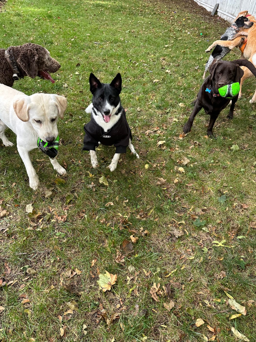 Group of dogs socializing during daycare at Supafly Kennels Hackettstown NJ