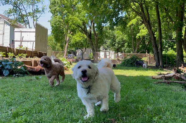 Golden retrievers playing at our dog daycare in Warren County NJ