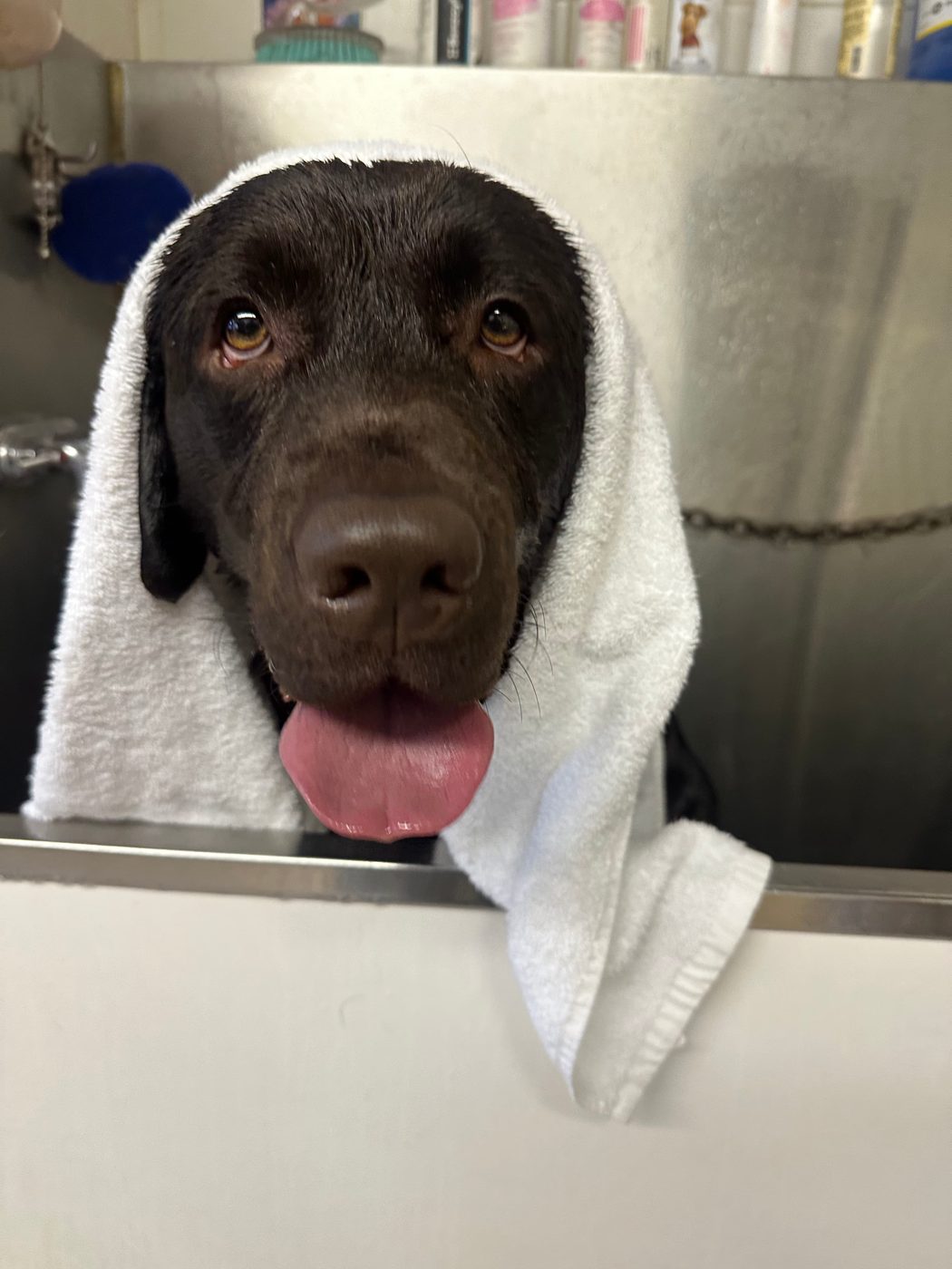 Professional dog grooming services in Hackettstown NJ - bath, trim and spa care
