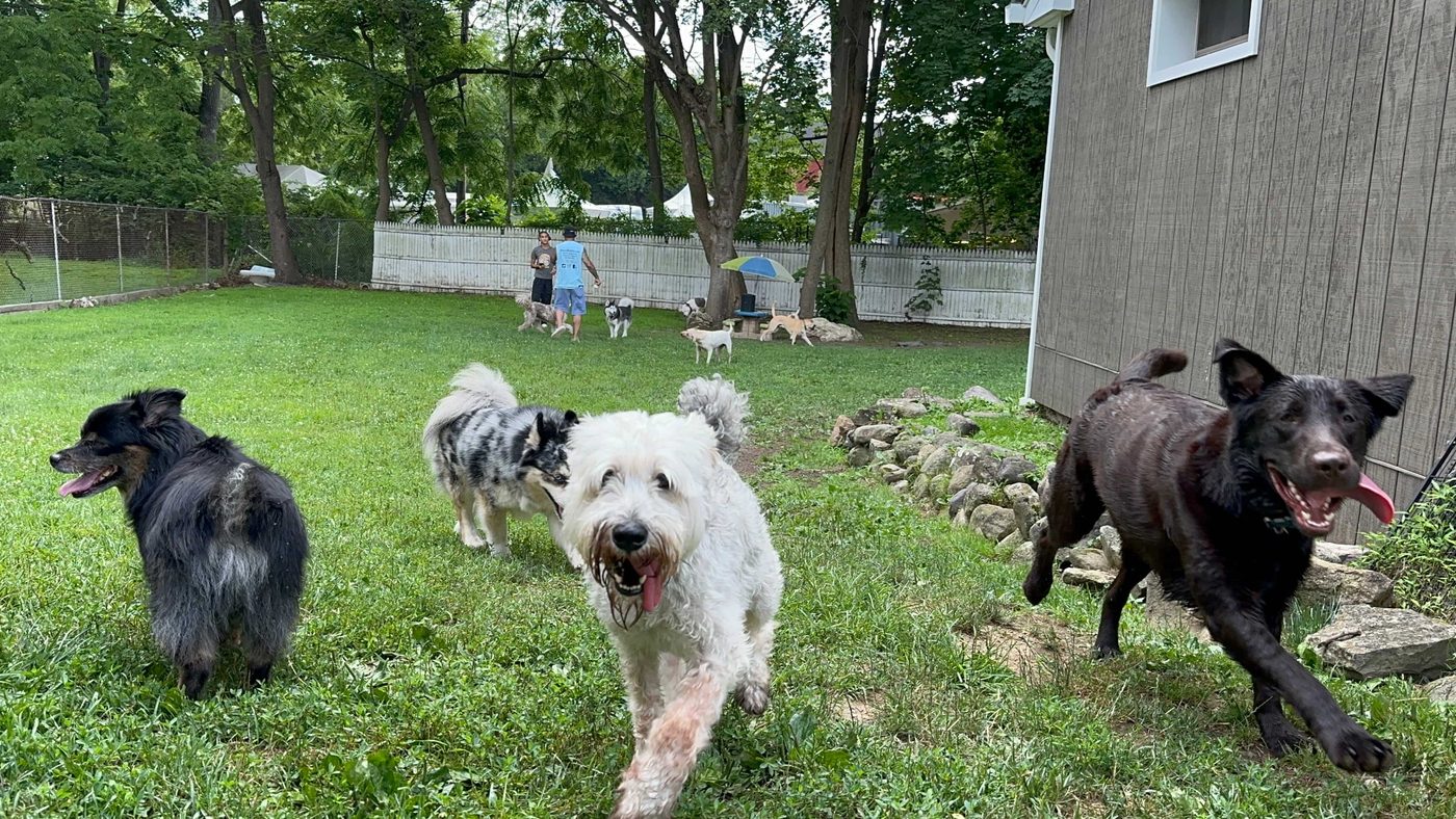 Dogs running freely in the half acre outdoor yard at Supafly Kennels Hackettstown