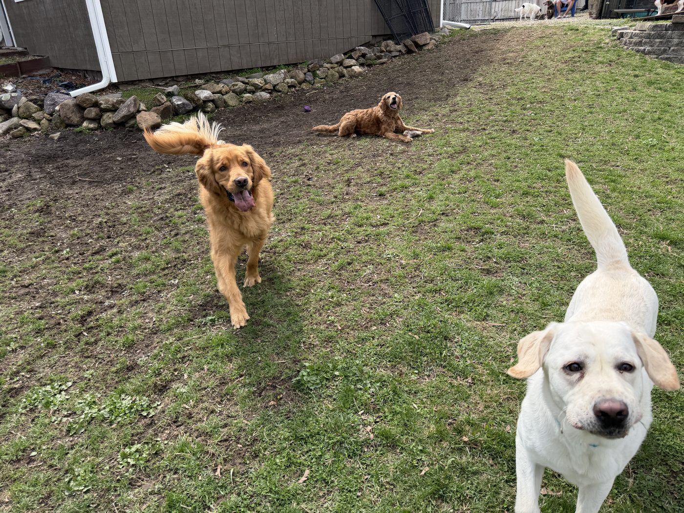 Happy dogs playing at Supafly Kennels dog boarding facility in Hackettstown, NJ