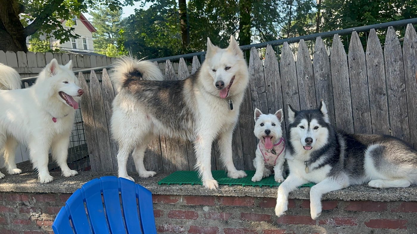 Friendly dogs of all sizes enjoying outdoor time at Supafly Kennels